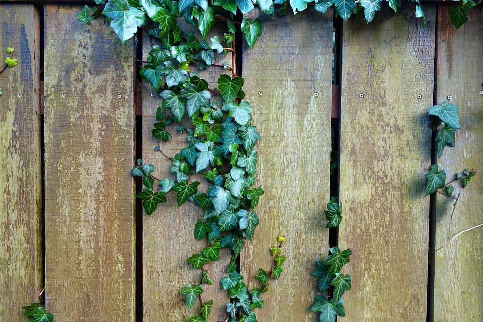 A fence, whether it’s wooden, aluminum or vinyl, is a major investment and one of the first things visitors and potential home buyers see when they arrive at your property. That’s why it’s essential to keep your fence looking fresh and clean. Pressure washing can clean your fence quickly and affordable. Benefits Of Having Your Fence Professionally Cleaned However, making sure your property has great curb appeal is just one of many benefits to having your fence professionally cleaned. Some others include… 1. Extending The Lifespan Of Your Fence The average wooden fence costs between $1,700 and $2,600. Cleaning the dirt, mildew, and debris off of your fence can help it to last longer, meaning you’ll have to replace it fewer times while you own the house. 2. Being Kind To The Environment Pressure washing your fence is less time consuming and avoids using harsh potentially-harmful chemicals, chemicals that will eventually find their way into your soil and the surrounding water table. 3. Increasing Your Home’s Resale Value Having your fence professionally cleaned can boost your curb appeal and thus your home’s resale value, by as much as five percent, according to “Consumer Reports” magazine. In addition, good curb appeal means that potential buyers are more likely to call their real estate agent for a viewing rather than simply driving by your property. How Professional Fencing Cleaning Works Some wooden fences look so grey and green that you would think they are ready to be replaced. Aluminum fences can be stained and dingy and detract rather than add to a house’s appeal. At Lightning Pressure Washing, we can restore your fence to its original beauty and luster. Our friendly, experienced team will have your fence looking better in just a few hours. You’ll be surprised at the difference our pressure washing system will make to the overall look of your fence and your property. To learn more about our pressure washing services in the Lakeland, Florida area and to schedule a free estimate, contact Lightning Pressure Washing at (insert contact info). We’ve been helping homeowners like you keep the exterior of their properties looking beautiful for more than a decade.